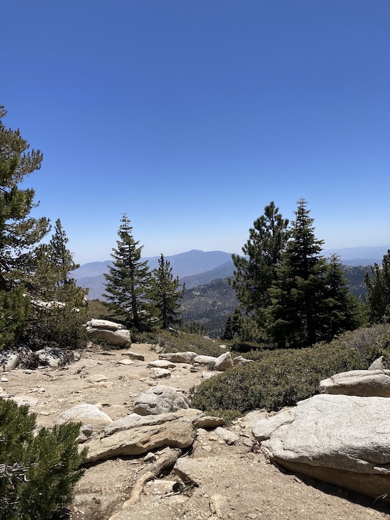 a coniferous forest somewhere in the San Jacinto Mountains of California, USA in May 2022